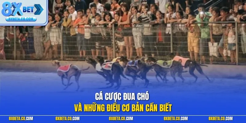 Cá cược đua chó và những điều cơ bản cần biết